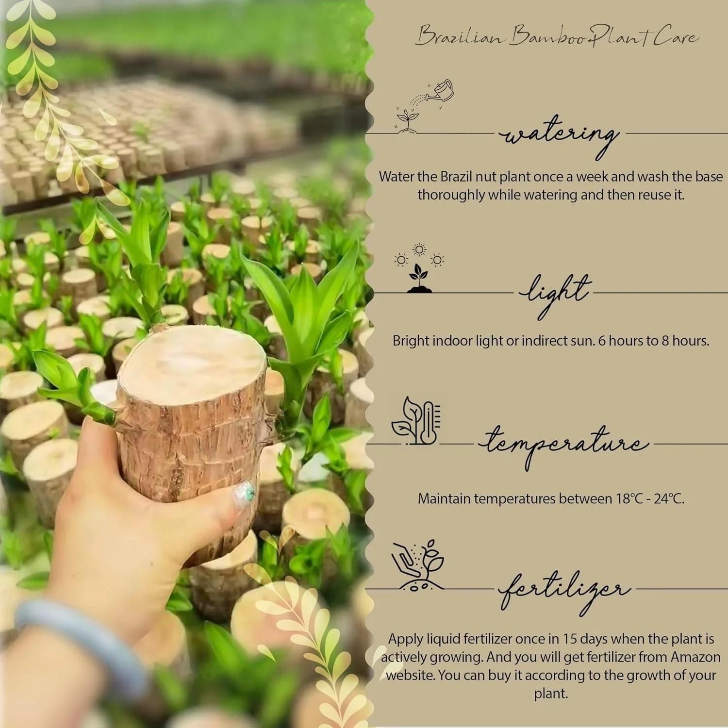 Brazilian Lucky Wood, Mini Home Plant Decorations - KalaKirtiHub