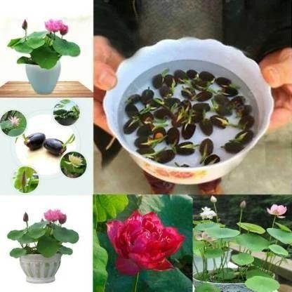 Premium Flower seeds - KalaKirtiHub