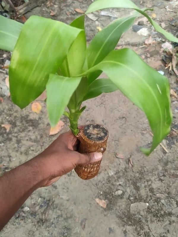 Brazilian Lucky Wood, Mini Home Plant Decorations - KalaKirtiHub
