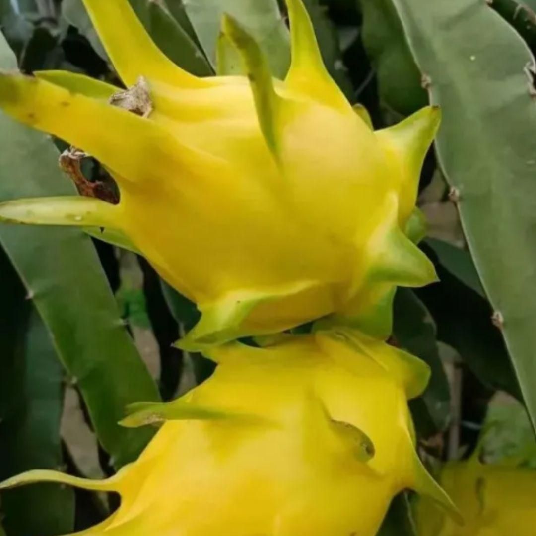 Multi-colored Dragon Fruit Seeds - KalaKirtiHub