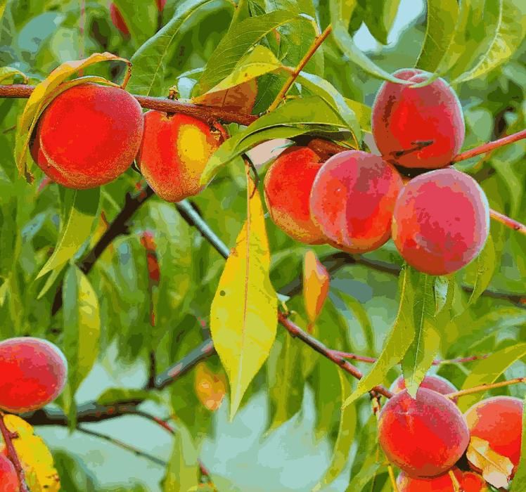 Peach Tree Seeds - KalaKirtiHub