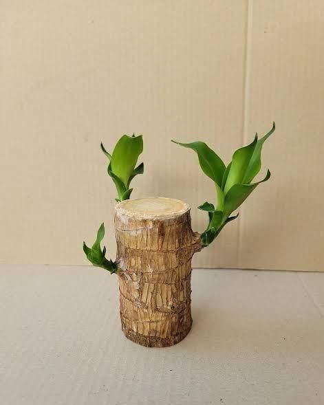 Brazilian Lucky Wood, Mini Home Plant Decorations - KalaKirtiHub