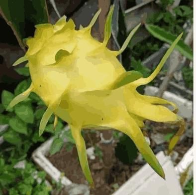 Multi-colored Dragon Fruit Seeds - KalaKirtiHub