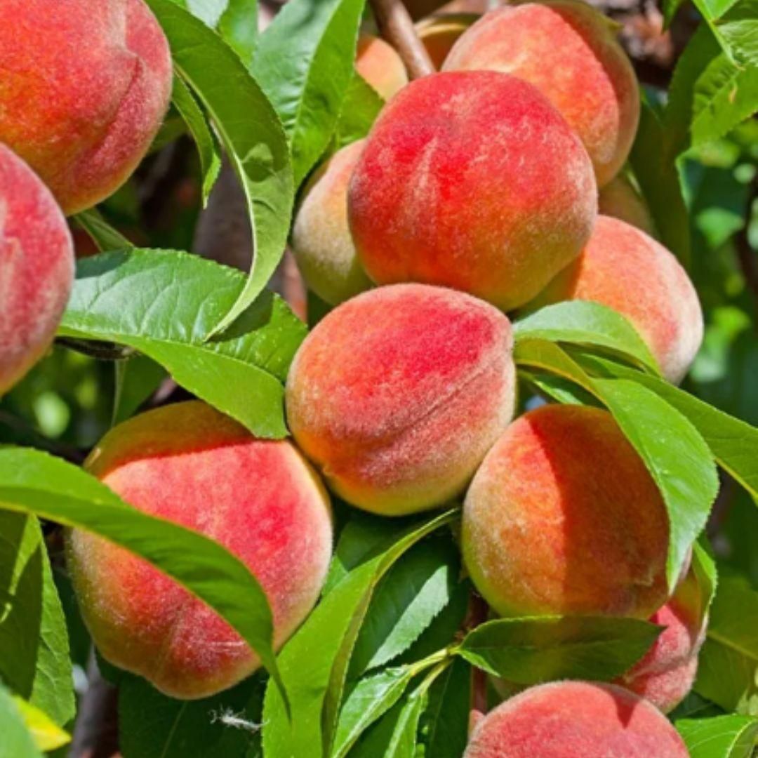 Peach Tree Seeds - KalaKirtiHub