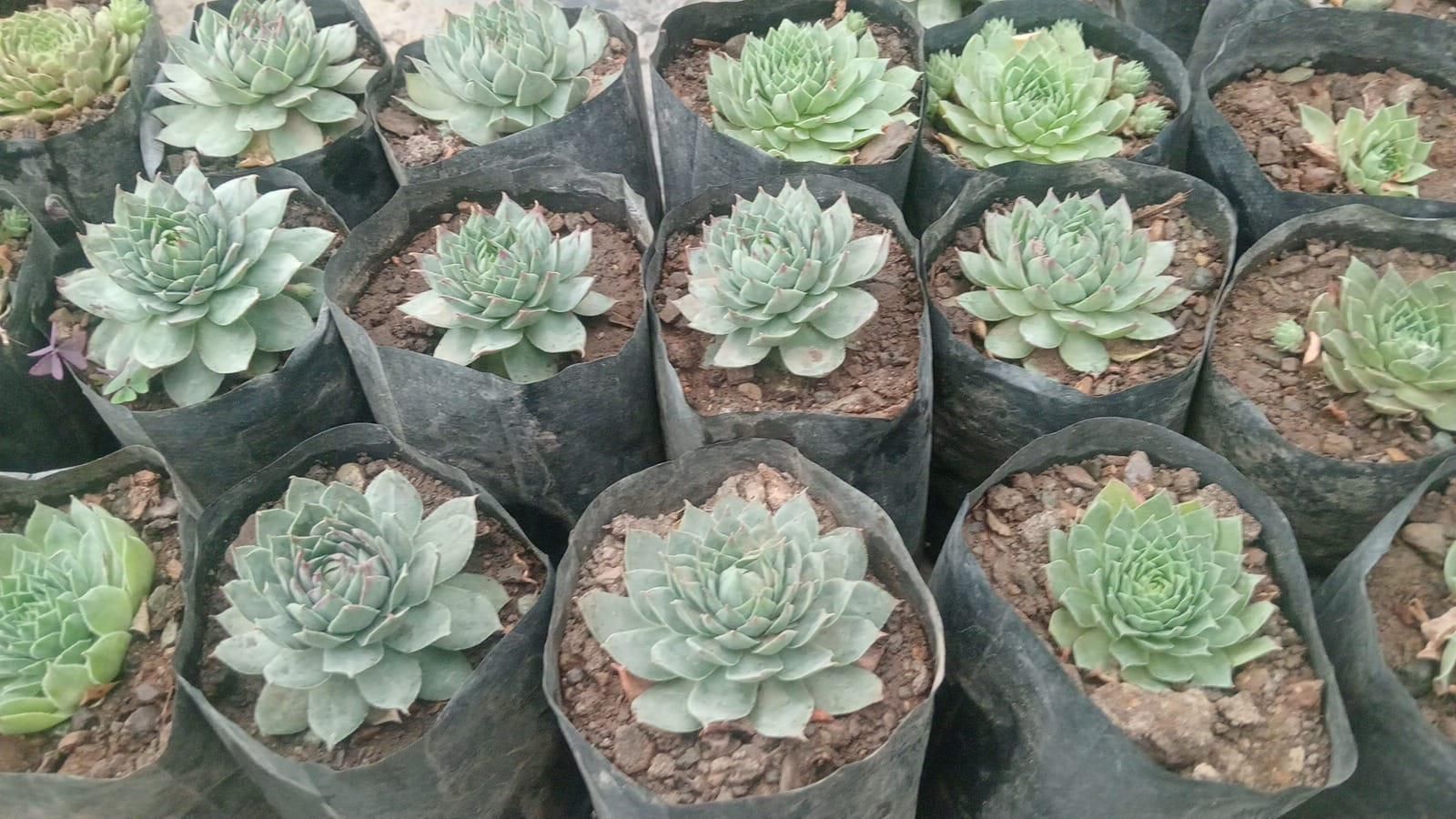 Lakshmi Kamal Vastu Plant – Auspicious Home Decor Plant ra4xqa-dd