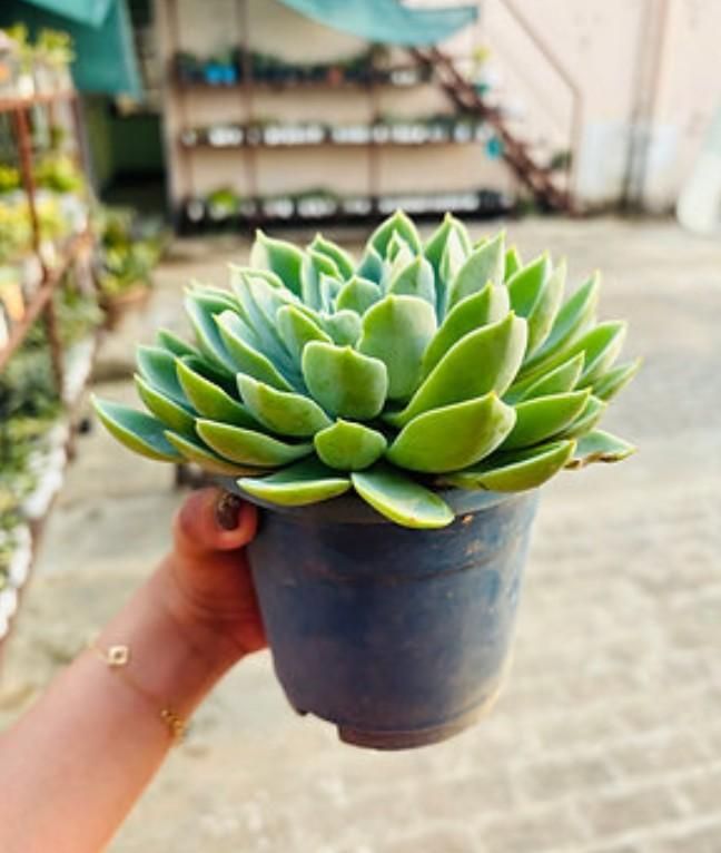 Lakshmi Kamal Vastu Plant – Auspicious Home Decor Plant ra4xqa-dd