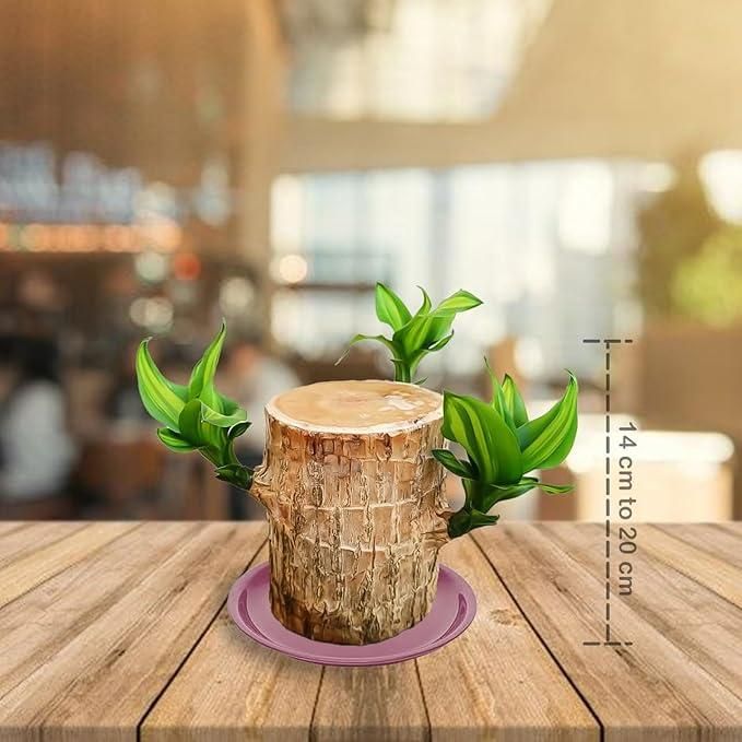 Brazilian Lucky Wood, Mini Home Plant Decorations - KalaKirtiHub