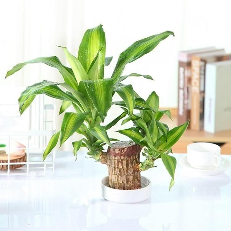 Brazilian Lucky Wood, Mini Home Plant Decorations - KalaKirtiHub