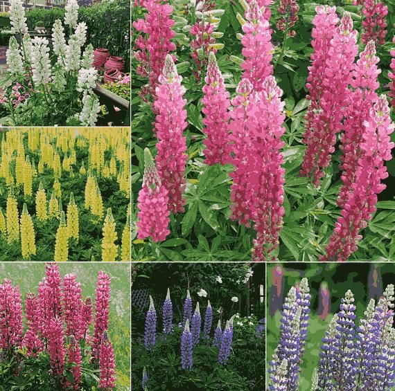 Lupine Blossoms - Seeds - KalaKirtiHub