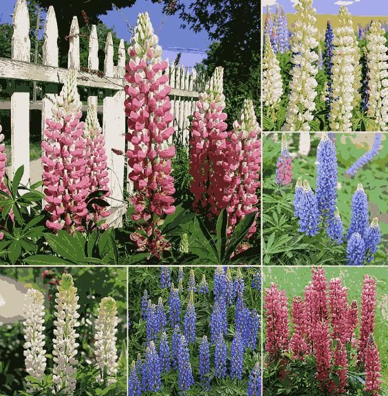 Lupine Blossoms - Seeds - KalaKirtiHub