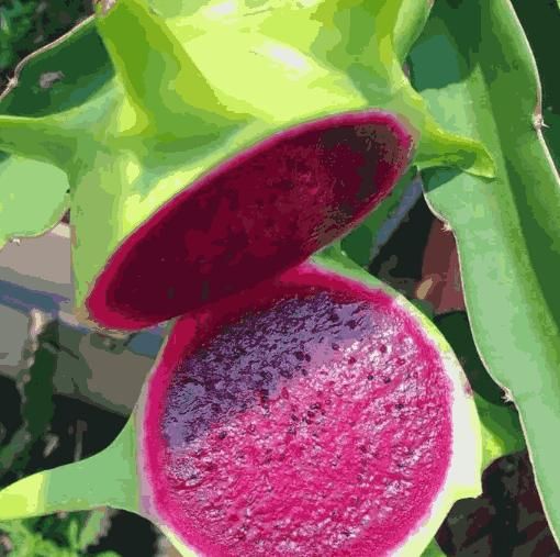 Multi-colored Dragon Fruit Seeds - KalaKirtiHub