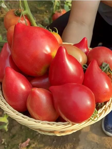 Mango Honey Tomato Seeds - KalaKirtiHub