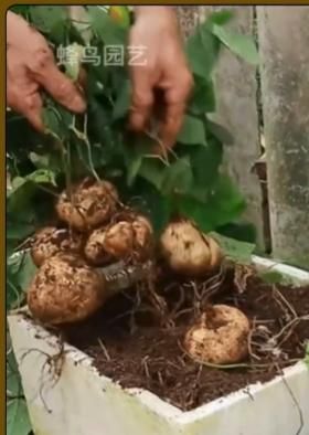 Snowedw Jicama Seeds - KalaKirtiHub