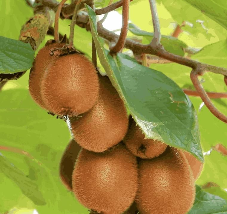 Kiwi,Juicy, Sour And Sweet, Suitable For Home Planting - KalaKirtiHub