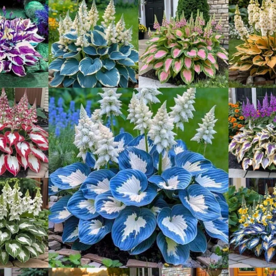 Shade-Tolerant and Cold-Hardy Hosta Flowers - KalaKirtiHub