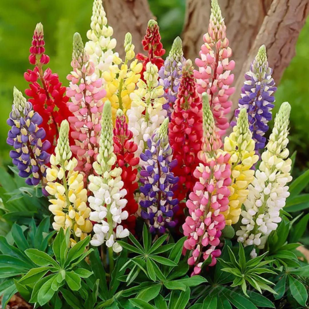 Lupine Blossoms - Seeds - KalaKirtiHub