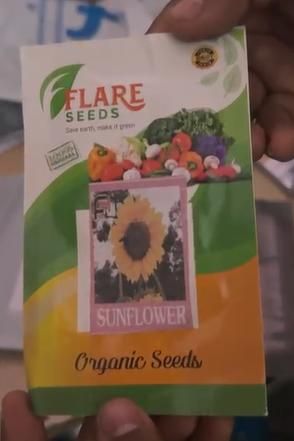 20 Pcs Sunflower Organic Seeds Pack of 1 - KalaKirtiHub