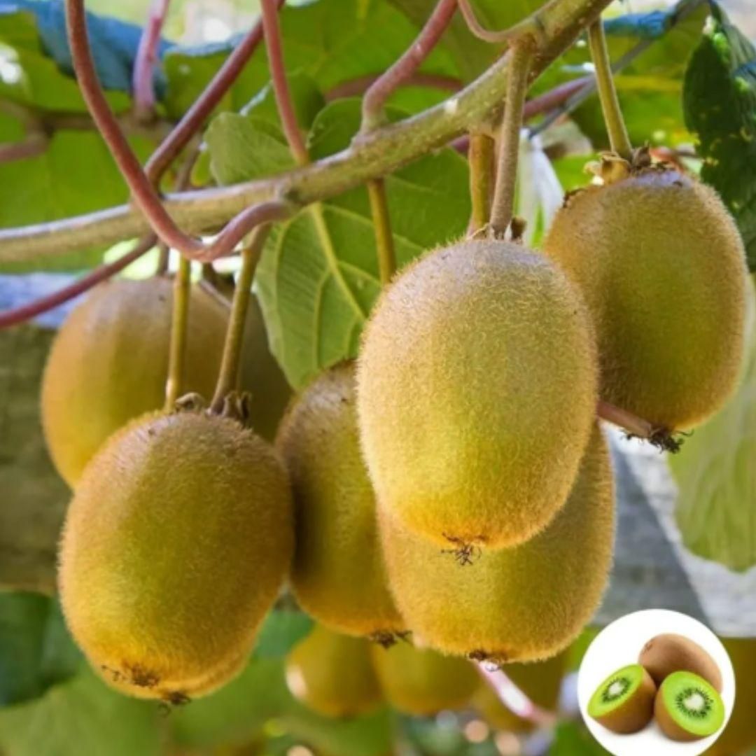 Kiwi,Juicy, Sour And Sweet, Suitable For Home Planting - KalaKirtiHub